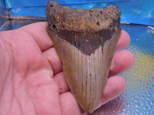 4.1 inch Megalodon Tooth