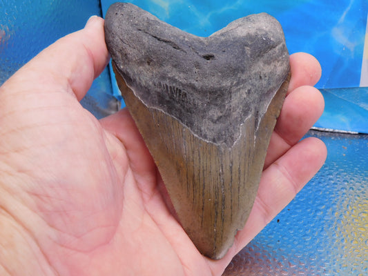 5 inch Megalodon Tooth