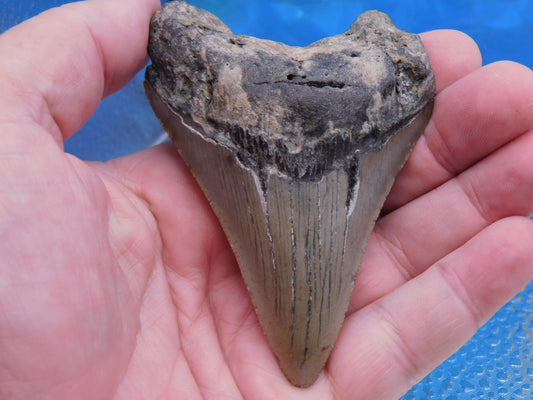 3.9 inch Megalodon Tooth
