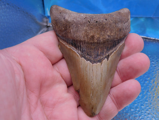 3.8 inch Megalodon Tooth
