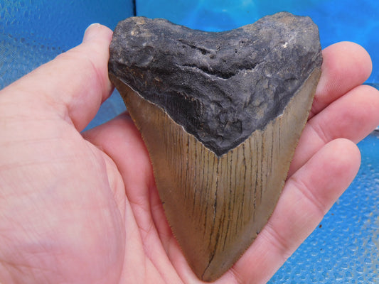 4.2 inch Megalodon Tooth
