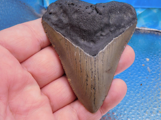 3.27 inch Megalodon Tooth