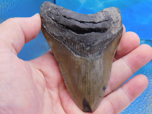 4.3 inch Megalodon Tooth