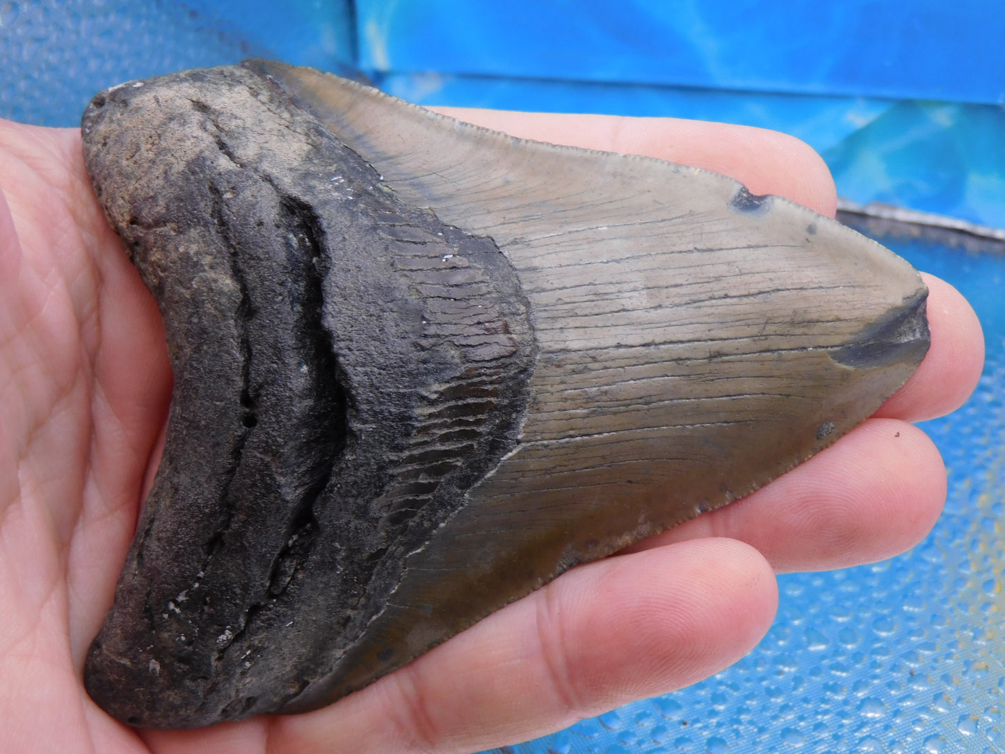 4.3 inch Megalodon Tooth