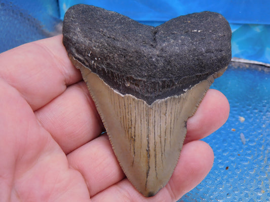 3.36 inch Megalodon Tooth