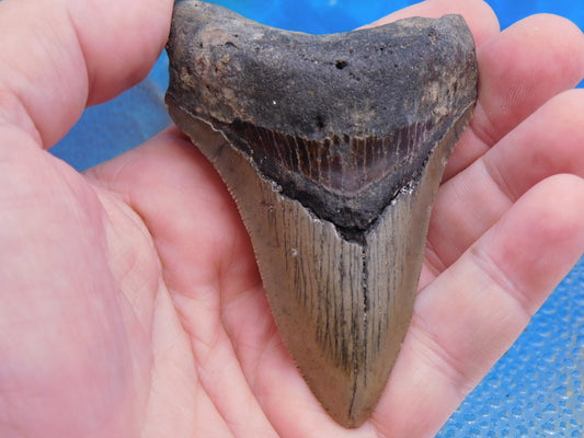 3.67 inch Megalodon Tooth