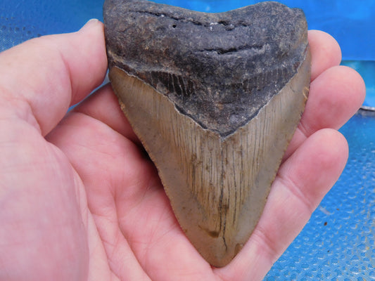 3.8 inch Megalodon Tooth