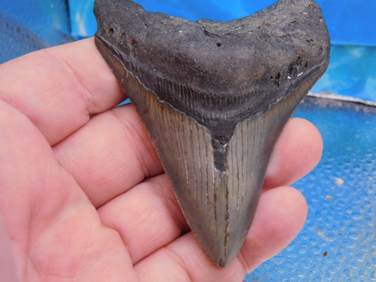 3.3 inch Megalodon Tooth