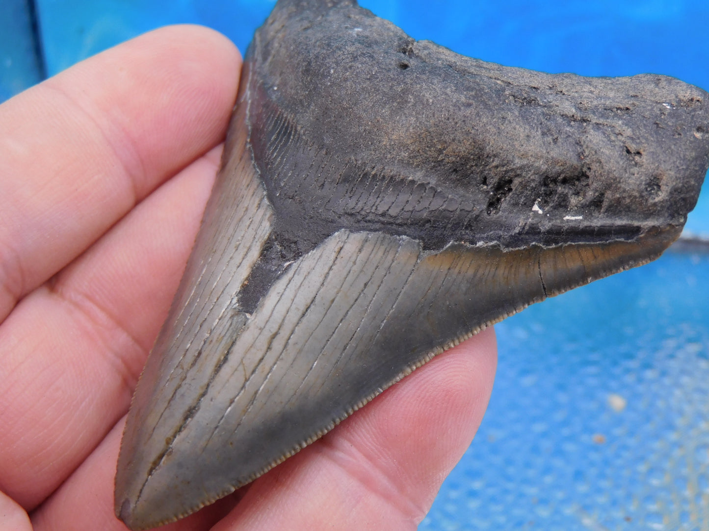 3.3 inch Megalodon Tooth