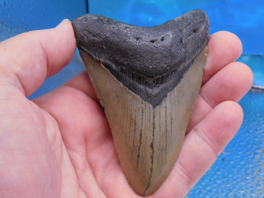 4 inch Megalodon Tooth