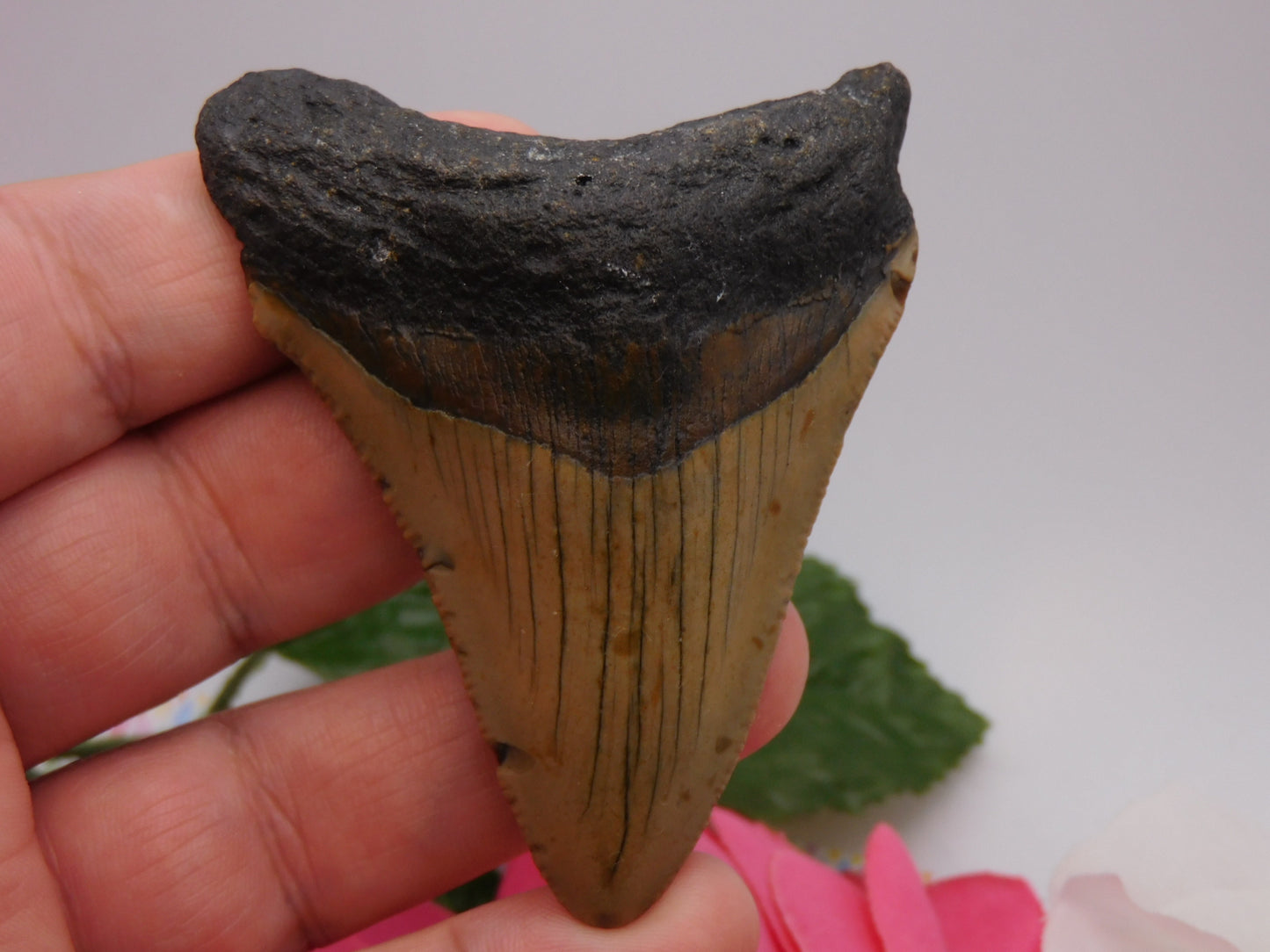 3.1 inch Megalodon Tooth