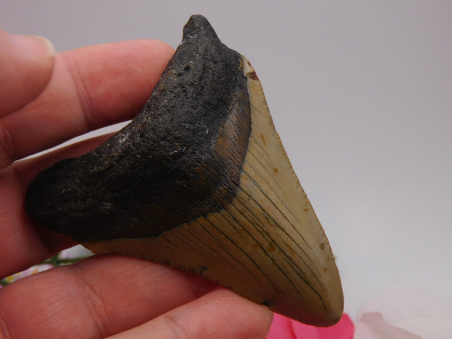 3.1 inch Megalodon Tooth