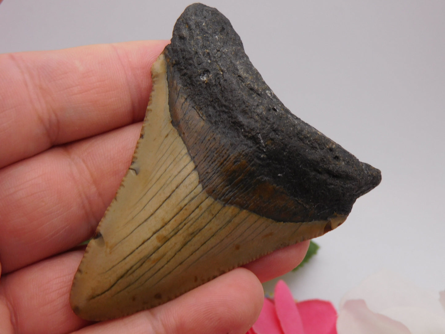 3.1 inch Megalodon Tooth