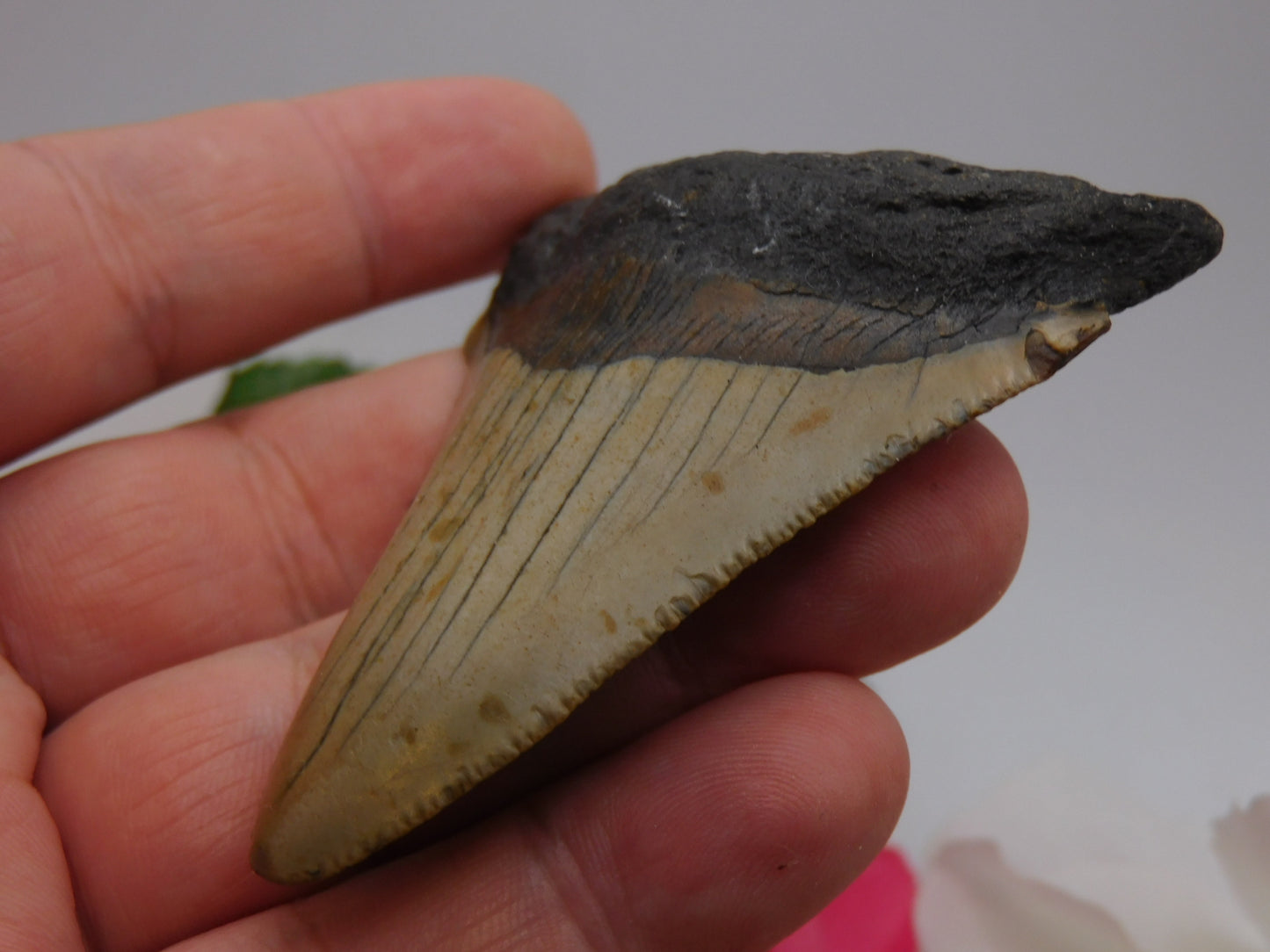 3.1 inch Megalodon Tooth