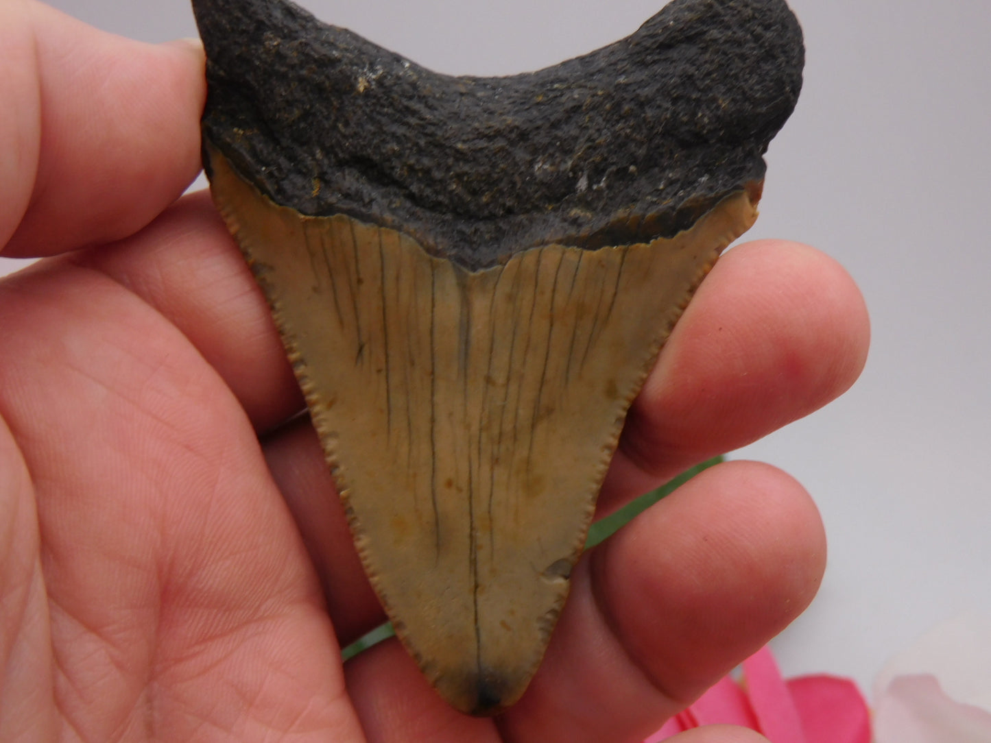 3.1 inch Megalodon Tooth