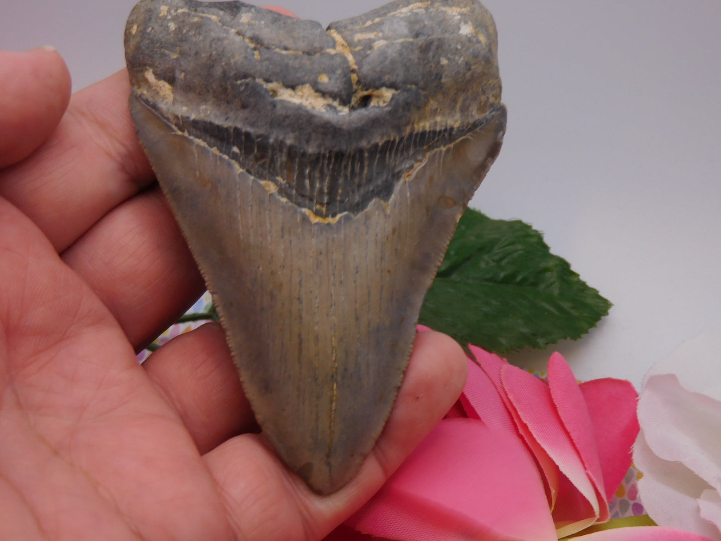 3.9 inch Megalodon Tooth