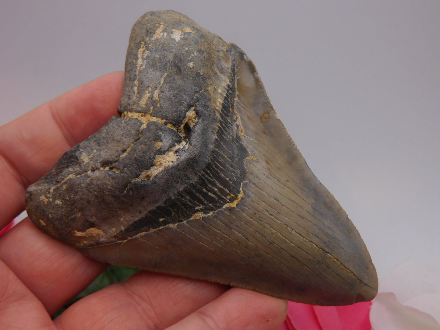 3.9 inch Megalodon Tooth