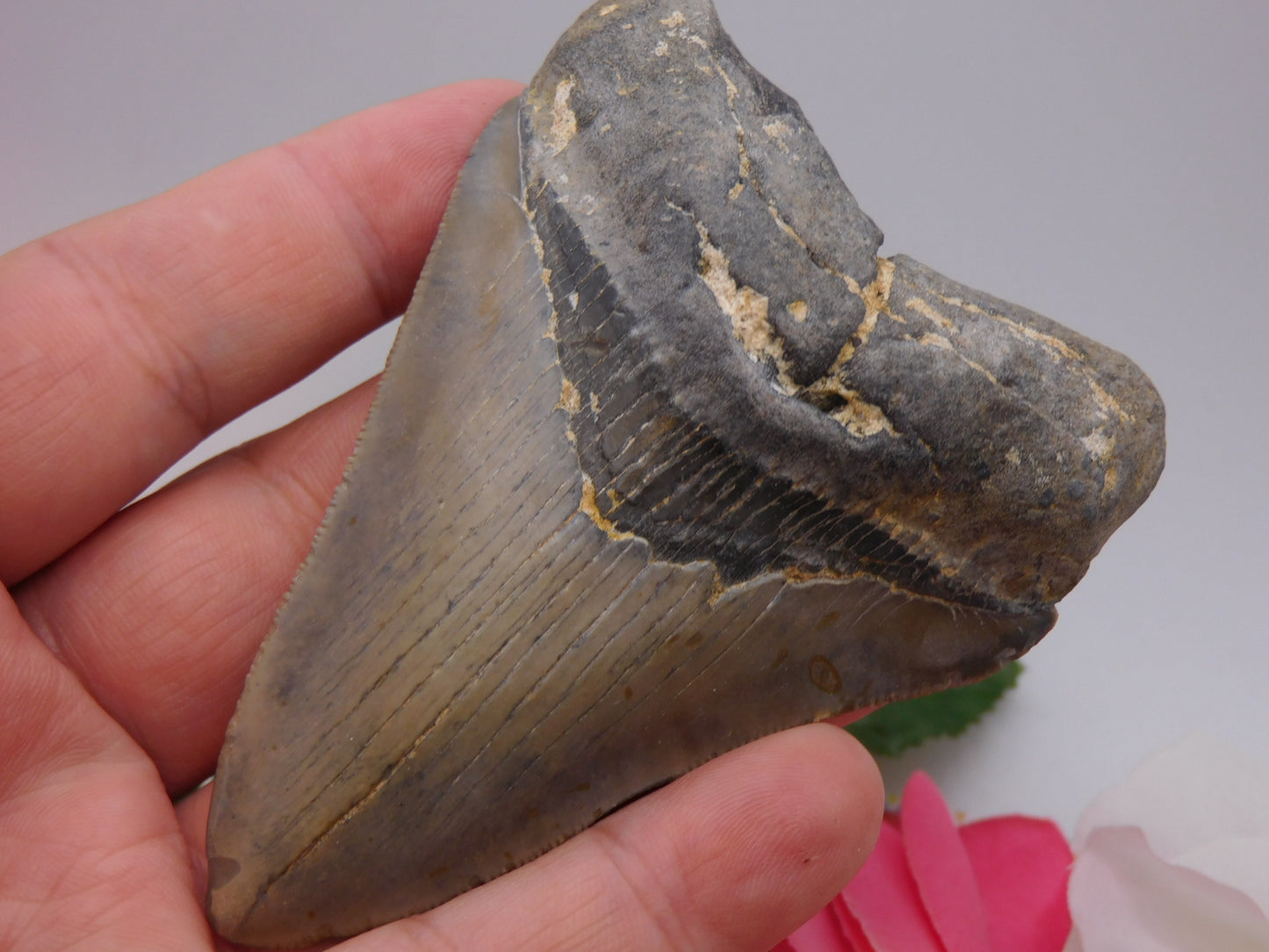 3.9 inch Megalodon Tooth