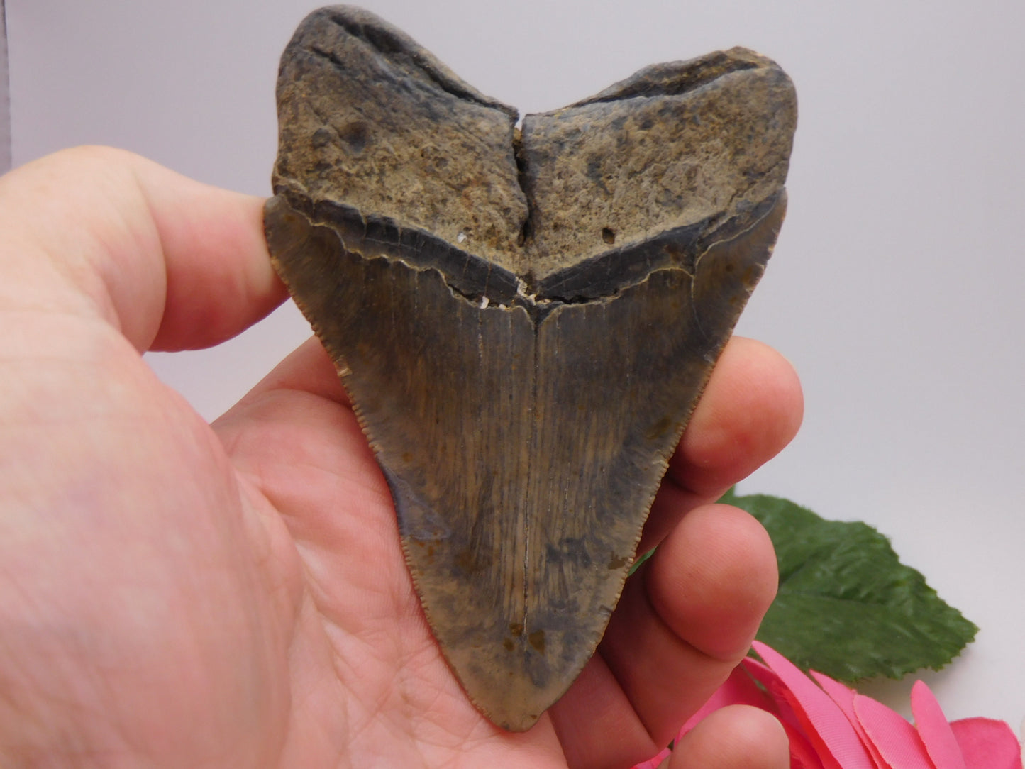 3.9 inch Megalodon Tooth