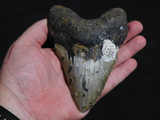 5.6 inch Megalodon Tooth