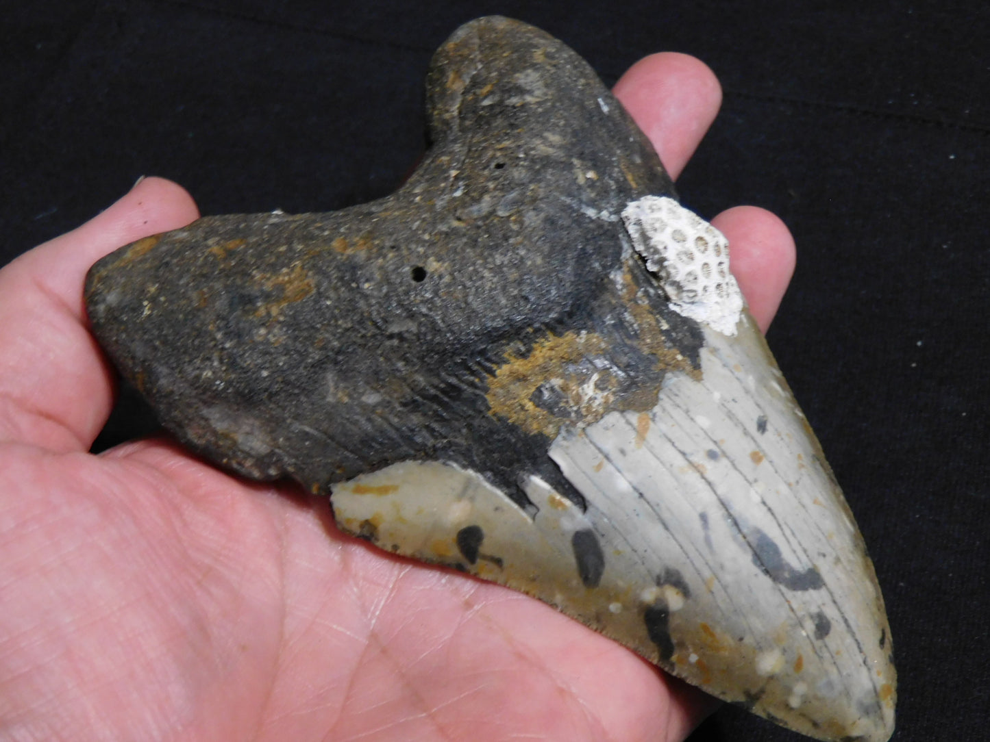 5.6 inch Megalodon Tooth