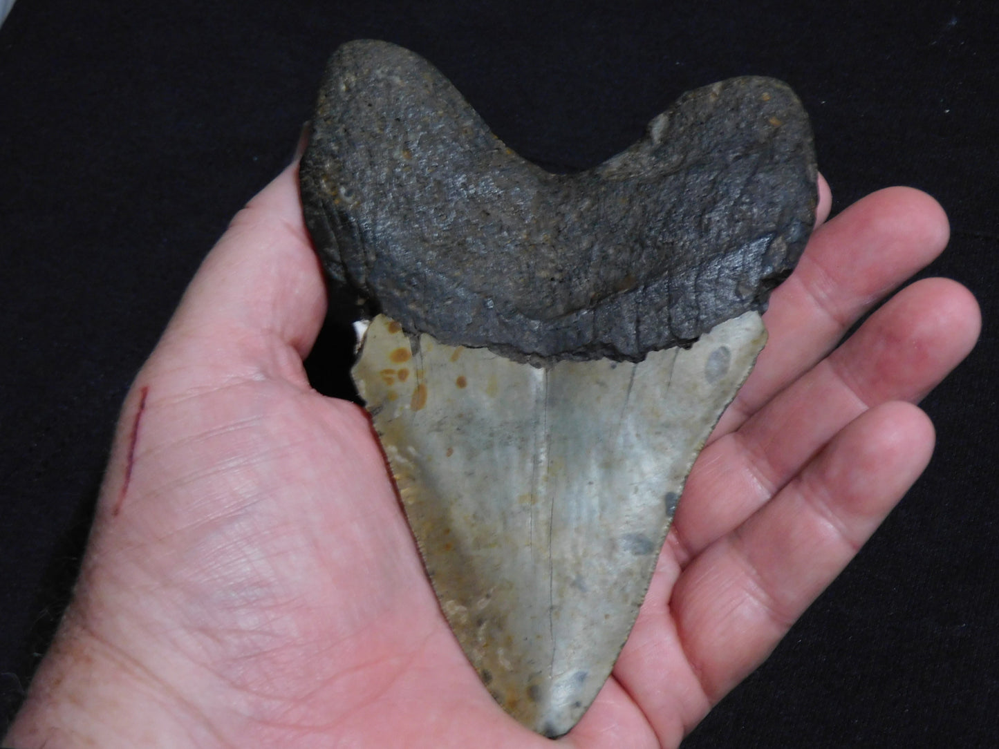 5.6 inch Megalodon Tooth