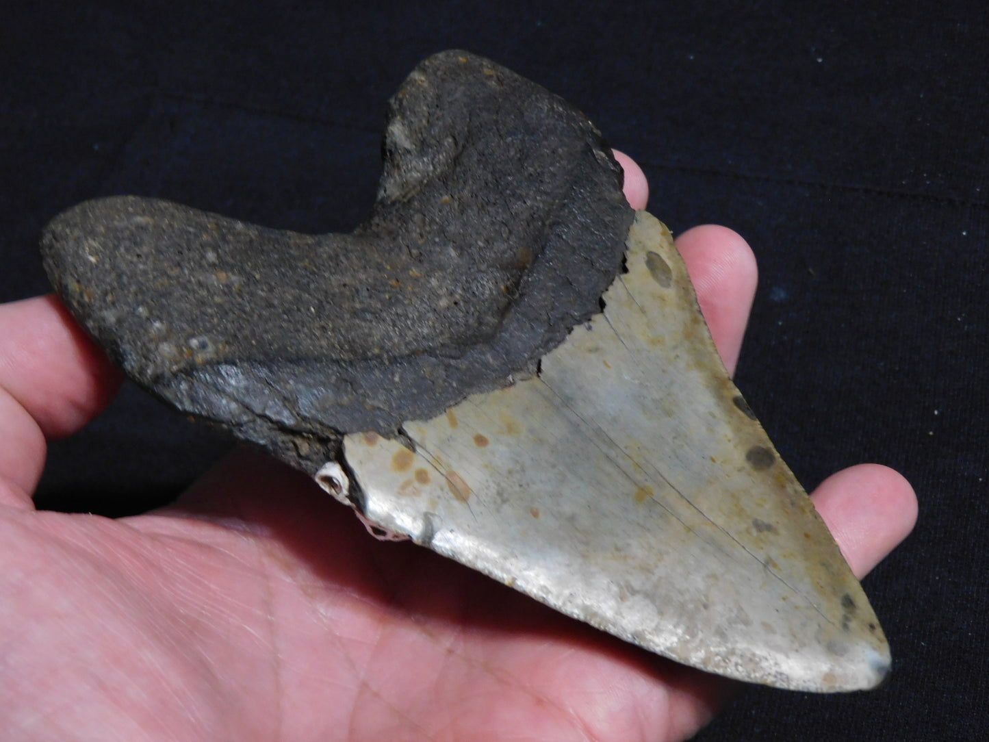 5.6 inch Megalodon Tooth