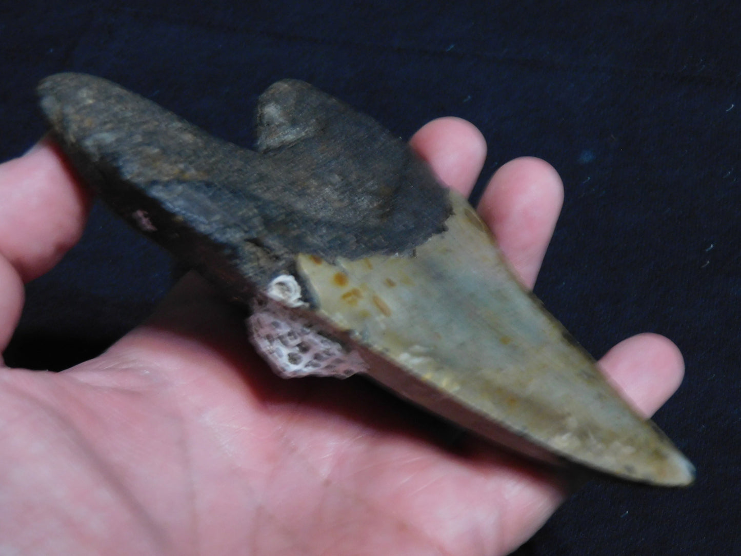 5.6 inch Megalodon Tooth