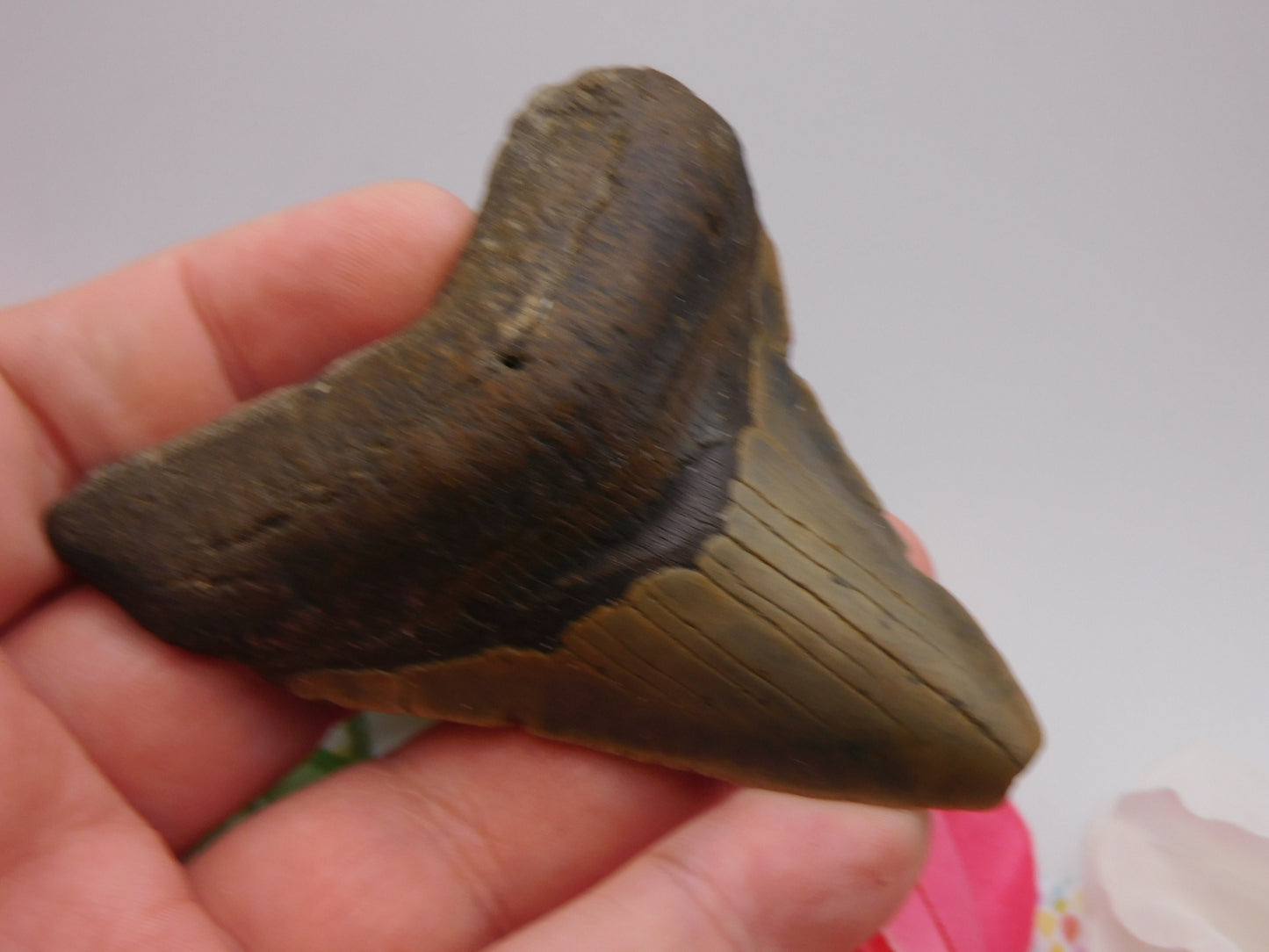 3.5 inch Megalodon Tooth