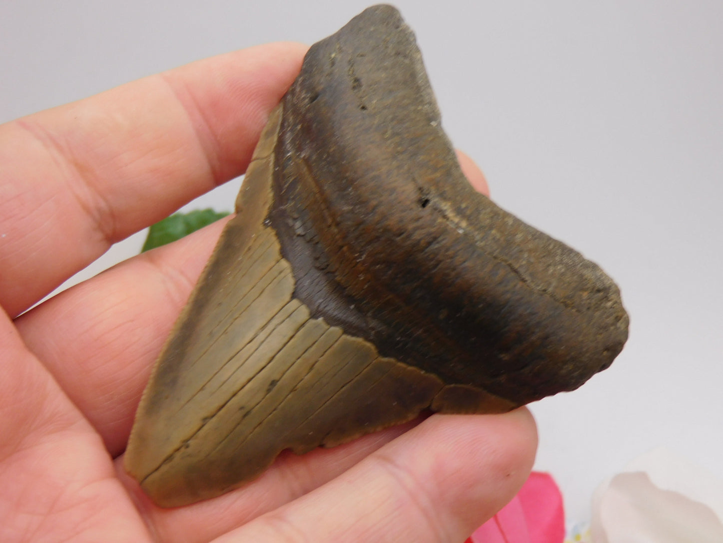 3.5 inch Megalodon Tooth