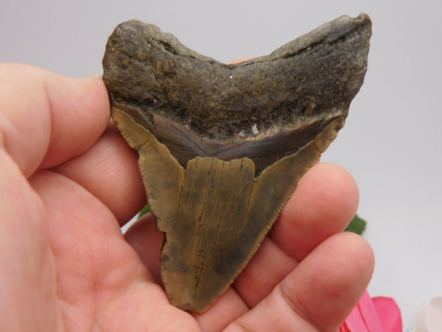 3.5 inch Megalodon Tooth