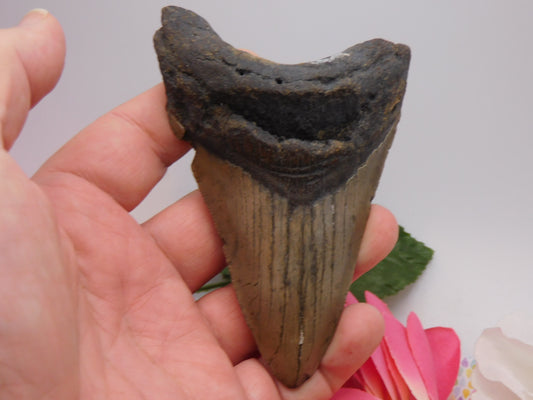 4.75 inch Megalodon Tooth