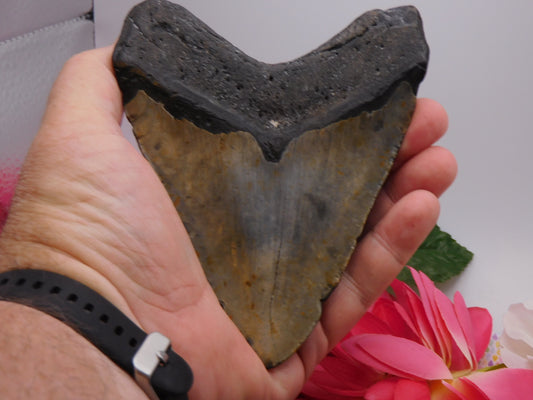 5.7 inch Megalodon Tooth