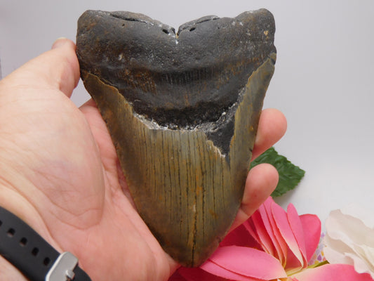5.66 inch Megalodon Tooth