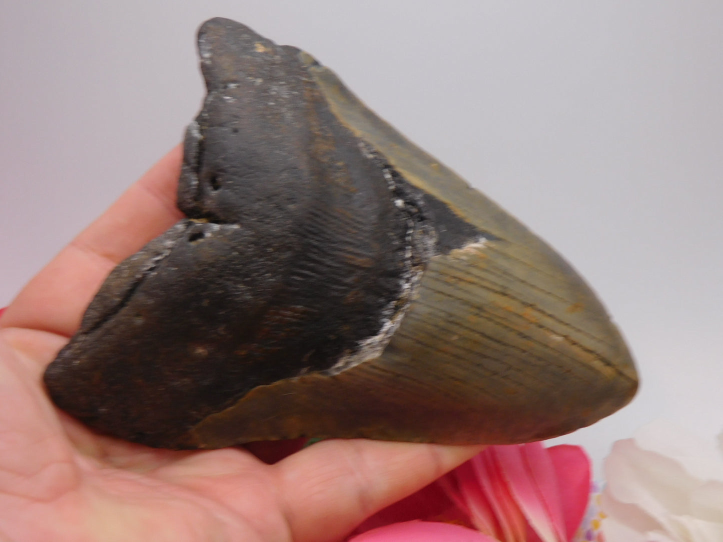 5.66 inch Megalodon Tooth