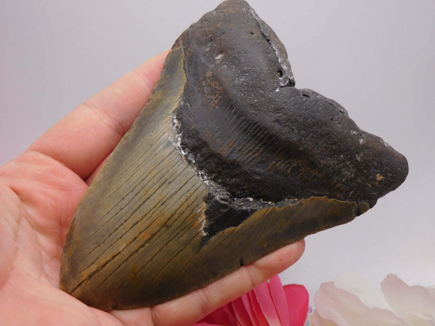 5.66 inch Megalodon Tooth