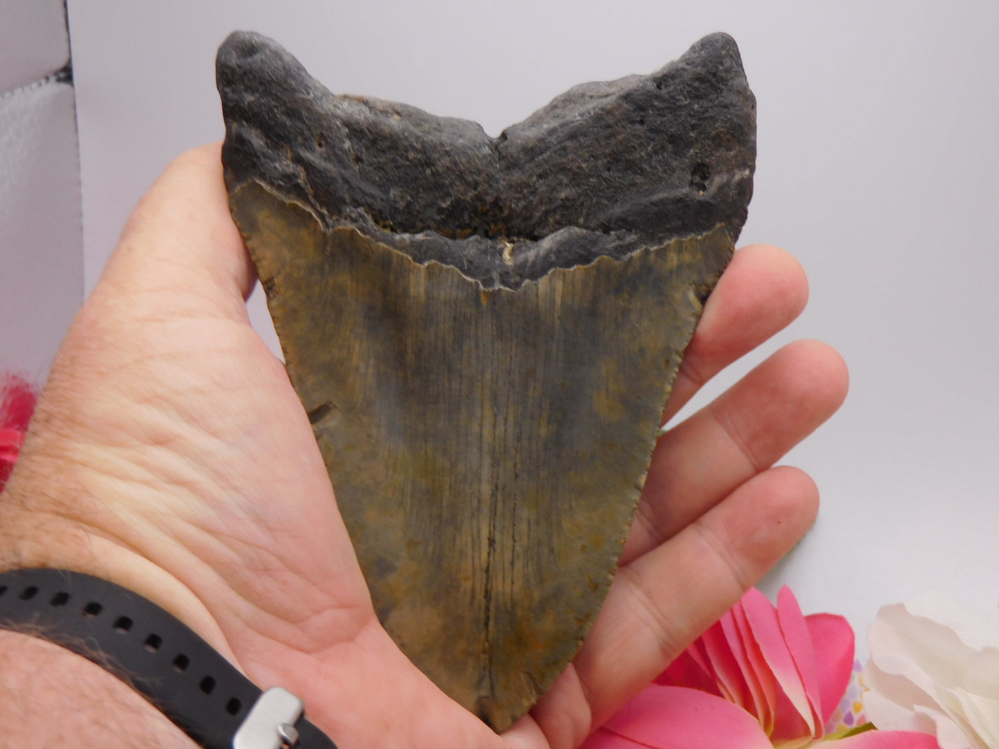 5.66 inch Megalodon Tooth