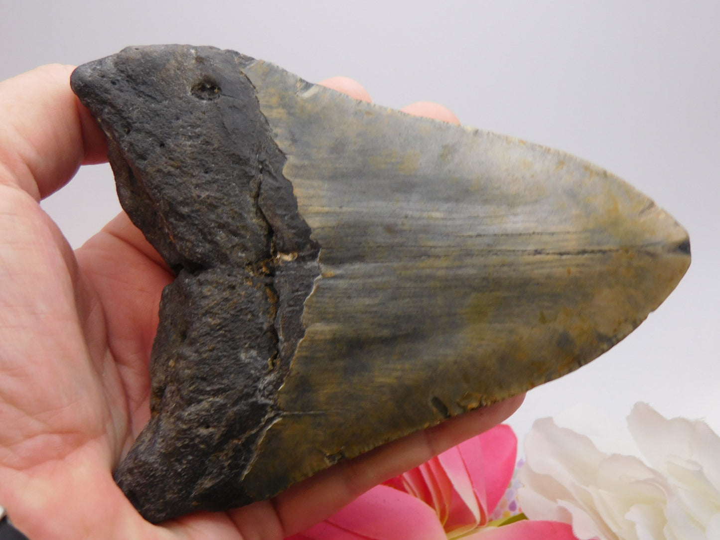 5.66 inch Megalodon Tooth