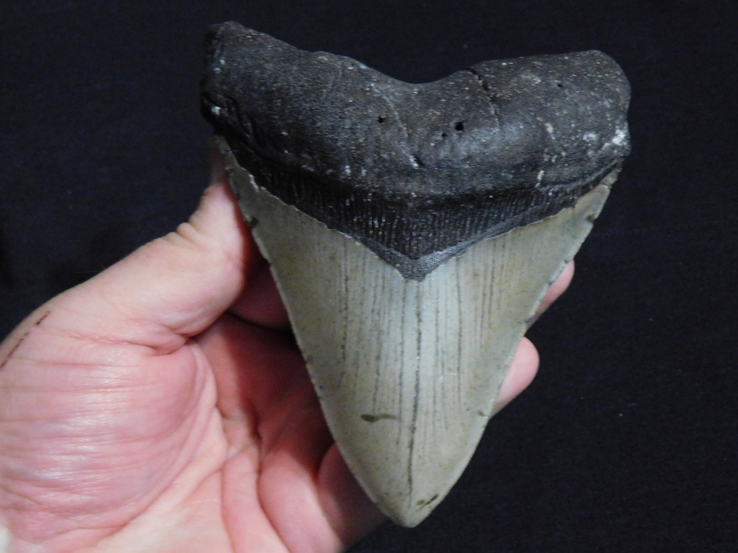 5.6 inch Megalodon Tooth