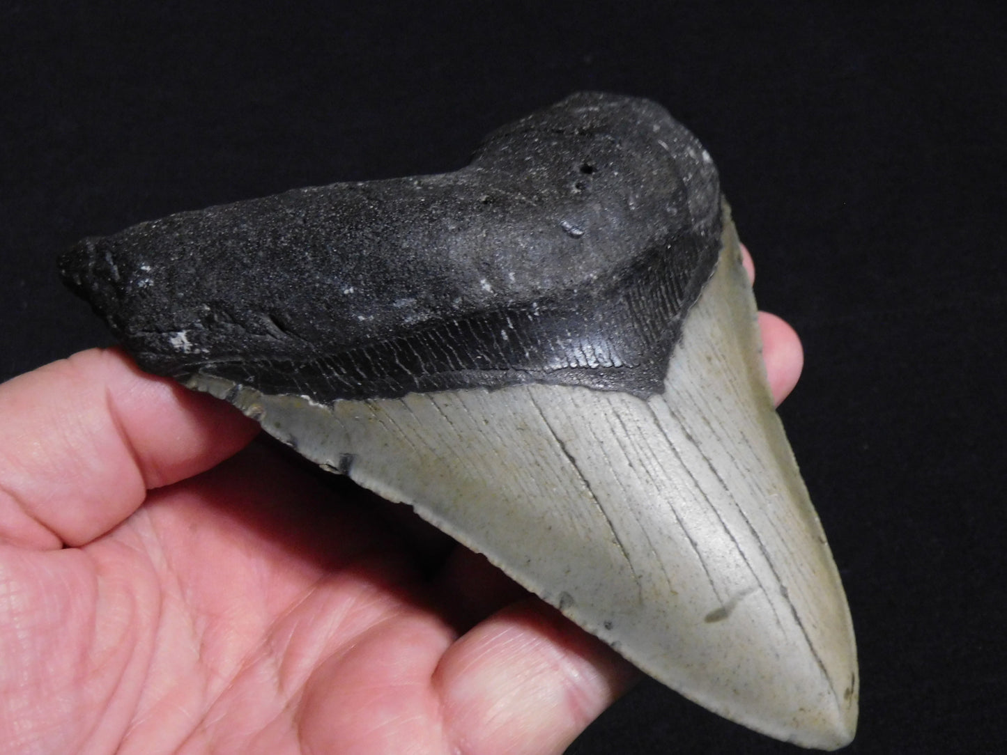 5.6 inch Megalodon Tooth