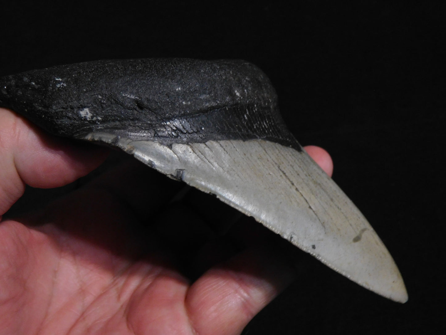 5.6 inch Megalodon Tooth