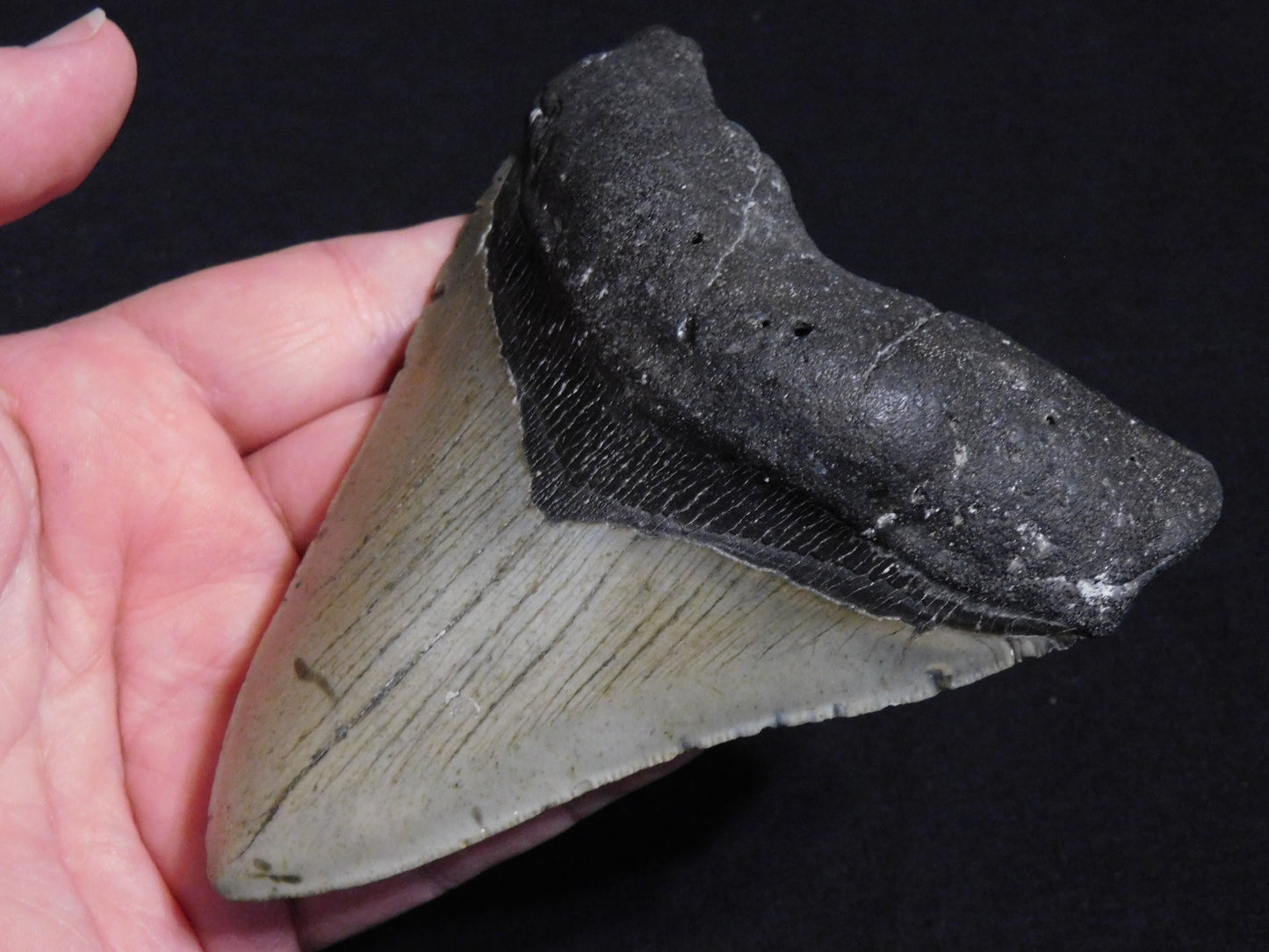 5.6 inch Megalodon Tooth