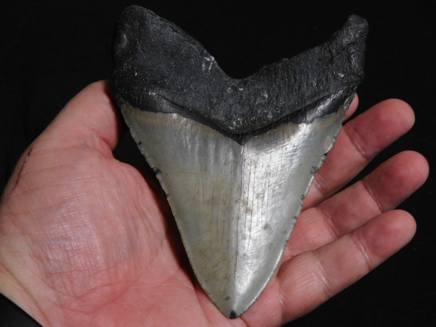 5.6 inch Megalodon Tooth