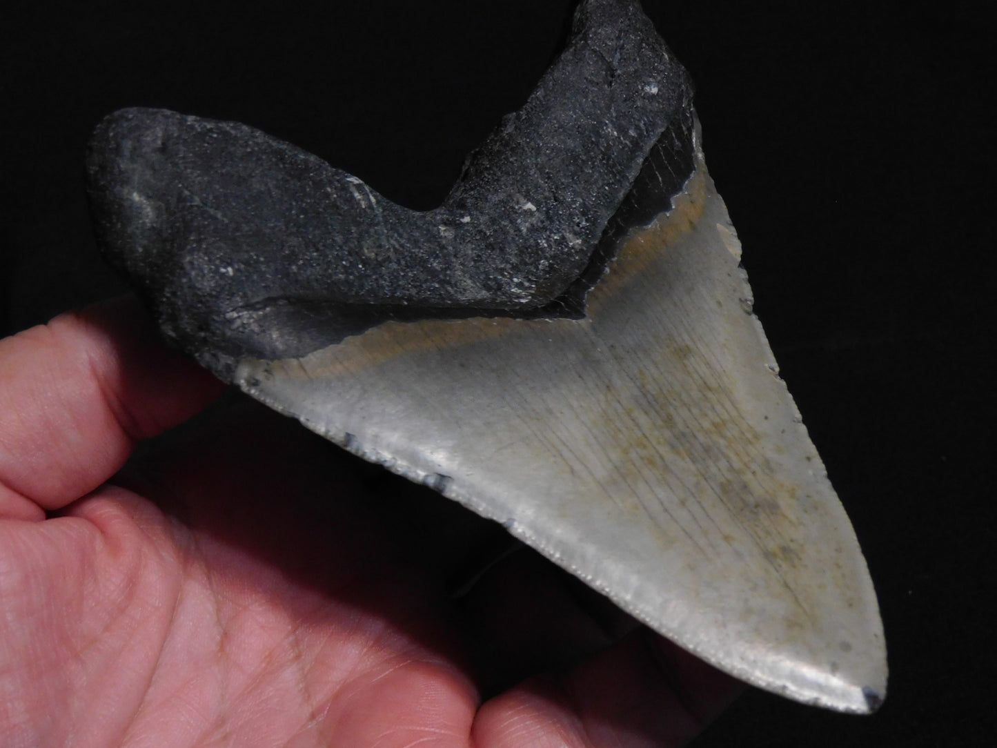 5.6 inch Megalodon Tooth