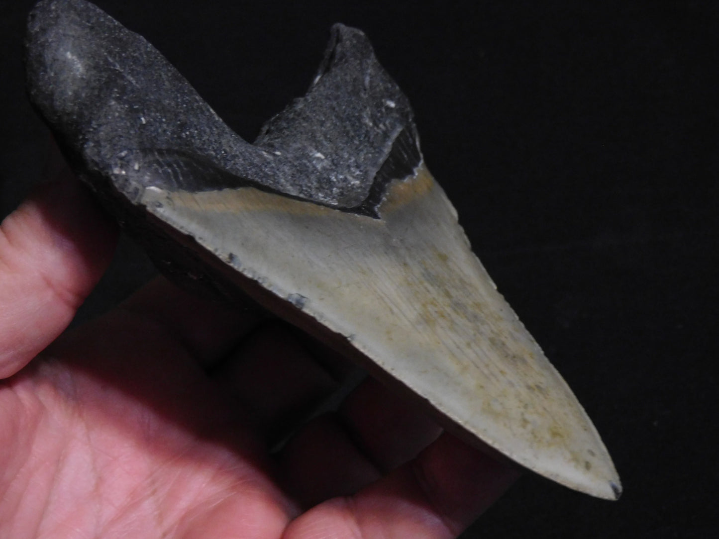 5.6 inch Megalodon Tooth