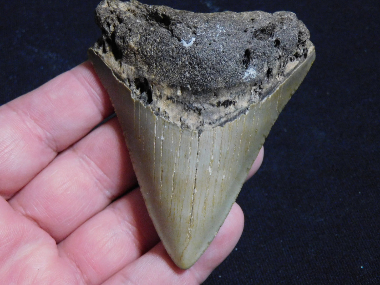 3.4 inch Megalodon Tooth