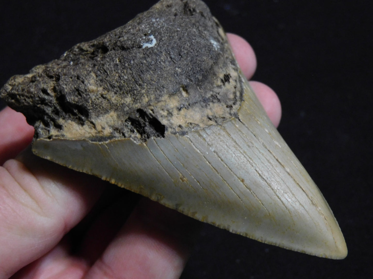 3.4 inch Megalodon Tooth