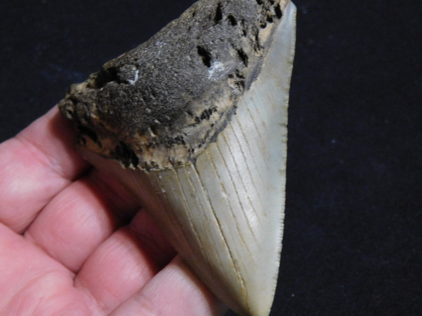 3.4 inch Megalodon Tooth