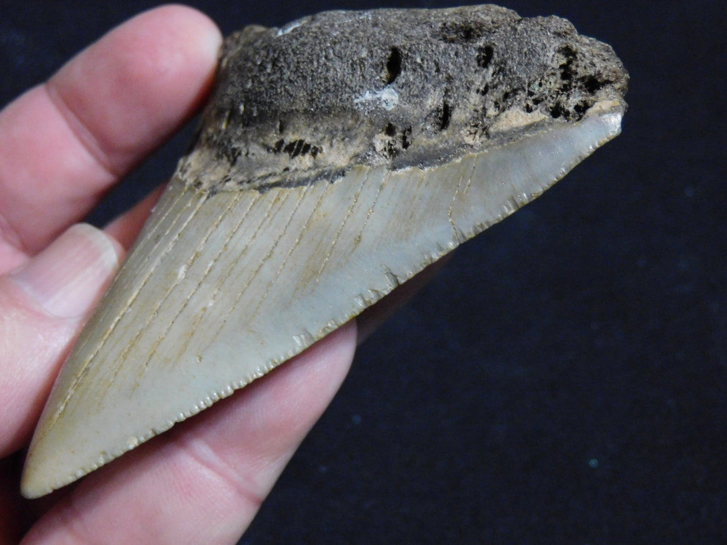 3.4 inch Megalodon Tooth