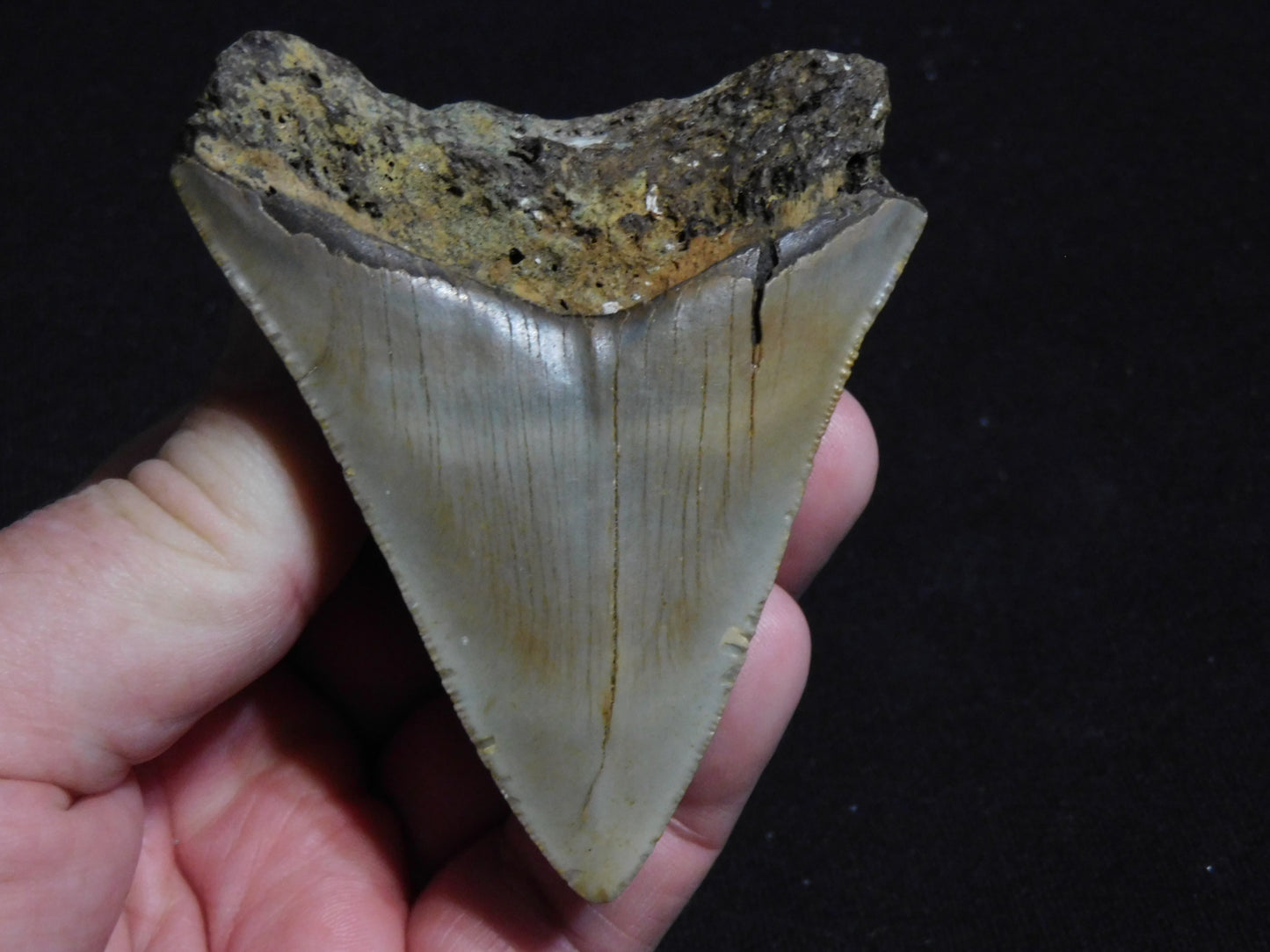 3.4 inch Megalodon Tooth